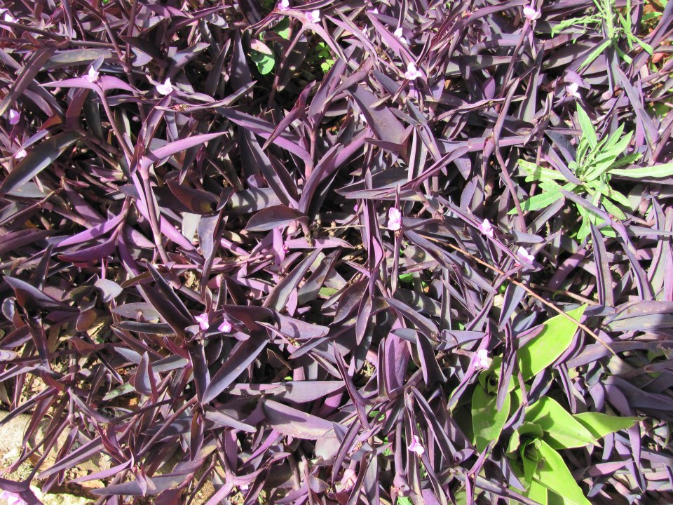 189943_4702083105779_466937013_n